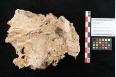 Foto (Objekt + Etikett) von Fagus silvatica L. (NHMW-GEO-2024-0188-11364)